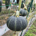 Black Thailand kernels white pumpkin seeds hybrid